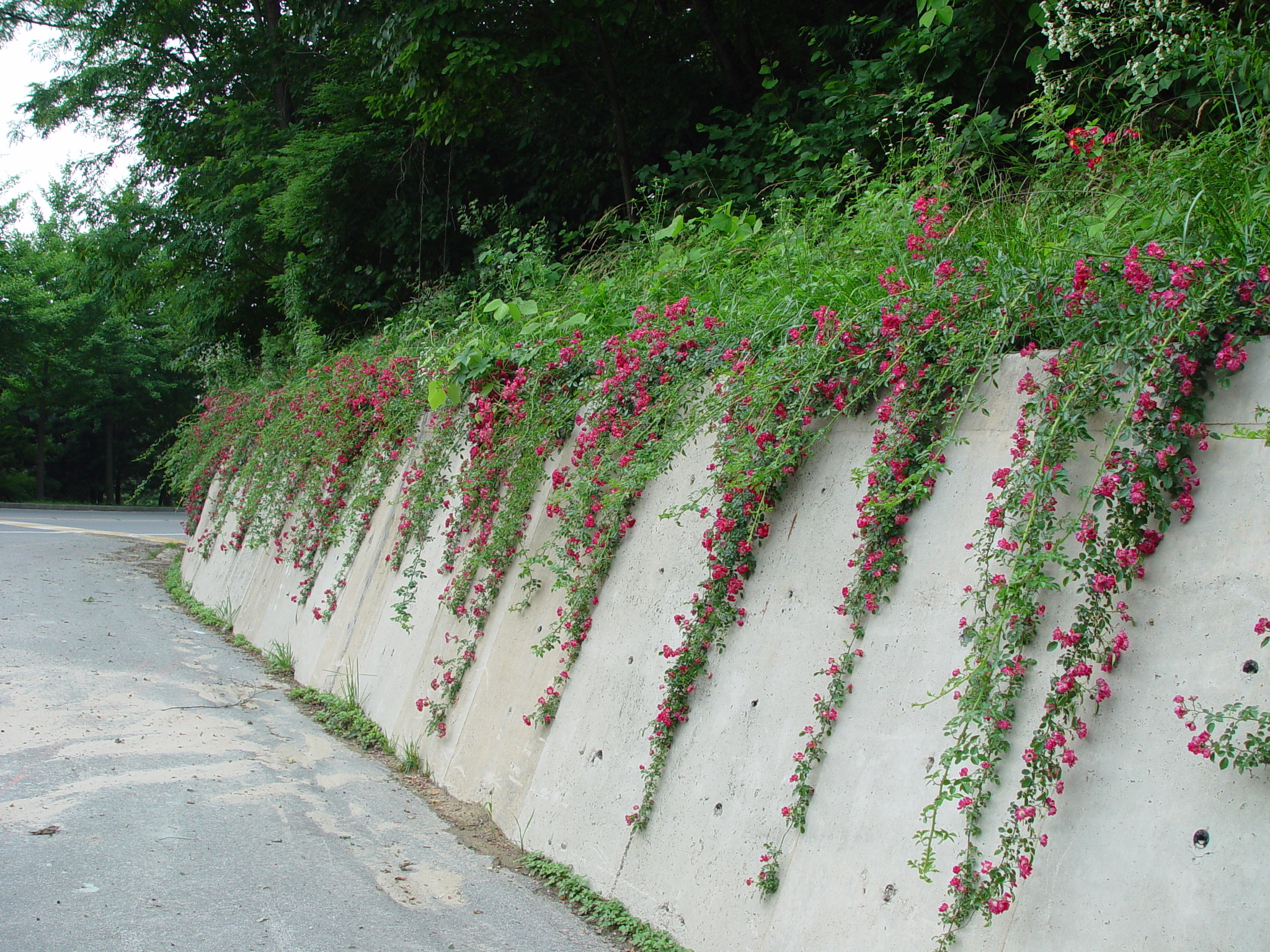 Rosa maximowicziana 'NunBukeun’